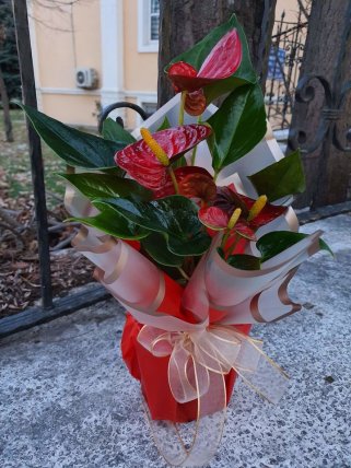 Anthurium (Antoryum) Çiçeği Kütahya Çiçekçi